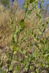 : - Osyris lanceolata