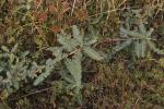 Samen unter dem Blatt - Phyllanthus urinaria