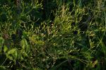 : - Senecio hispidulus