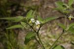 Zierlicher Nachtschatten - Solanum chenopodioides