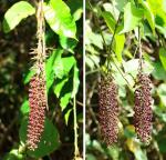 : - Mabea occidentalis
