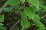 : - Vincetoxicum barbatum