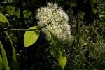 : - Viburnum inopinatum
