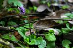 Australisches Veilchen - Viola hederacea