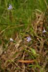 : - Wahlenbergia gracilis