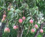 Mango - Mangifera indica