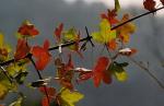 Französischer Ahorn - Acer monspessulanum