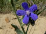 Italienische Ochsenzunge - Anchusa azurea