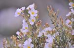 Clusius-Zistrose - Cistus clusii