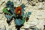 Roter Hornmohn - Glaucium corniculatum