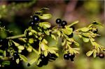 Strauch-Jasmin-Jasminum fruticans