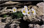 Alpenmargerite - Leucanthemopsis alpina