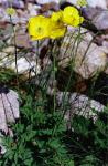 Kambrischer Scheinmohn - Papaver cambricum