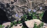 Alpen-Vergissmeinnicht - Myosotis alpestris