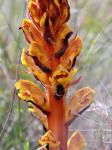 Blutrote Sommerwurz - Orobanche gracilis