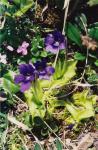 Gemeines Fettkraut-Pinguicula vulgaris