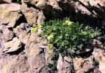 : - Potentilla nivalis