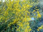Retama-Ginster - Retama sphaerocarpa