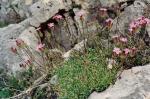 : - Saponaria caespitosa