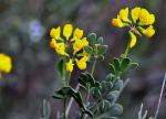 : - Coronilla minima subsp. lotoides