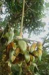 : - Mucuna urens