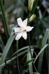 Weiße Trichterlilie - Paradisea liliastrum