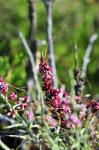 Quendel-Seide - Cuscuta epithymum