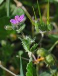 Herzblatt-Reiherschnabel - Erodium malacoides