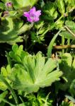 Weicher Storchschnabel - Geranium molle