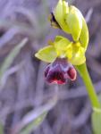 Braune Ragwurz - Ophrys fusca