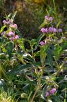 : - Phlomis herba-venti