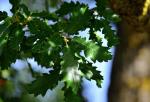 : - Quercus faginea subsp. faginea