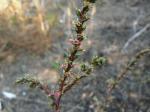 Kali-Salzkraut - Salsola kali