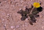 Umgekehrteiförmigblätterige Kuhblume - Taraxacum obovatum
