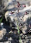 : - Chaenorhinum rupestre