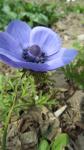 Kronen-Anemone - Anemone coronaria