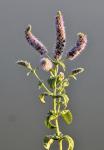 Rossminze - Mentha longifolia