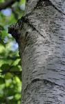 Nordische Weissbirke - Betula pubescens var. pubescens