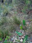 : - Bupleurum rigidum
