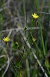 Schöner Pippau - Crepis pulchra