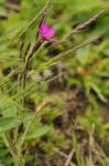 Heide-Nelke - Dianthus deltoides