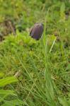 : - Fritillaria pyrenaica subsp. pyrenaica