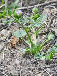 : - Malva aegyptia
