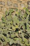 : - Opuntia microdasys subsp. microdasys