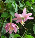 Bananen-Passionsblume - Passiflora tripartita var. mollissima