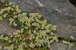 : - Paronychia kapela subsp. serpyllifolia