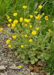 : - Ranunculus bulbosus subsp. aleae