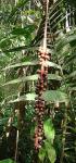 : - Pholidostachys dactyloides