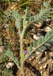 Sesam-Tragant - Astragalus sesameus