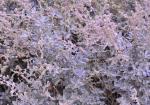 Strauch-Melde - Atriplex halimus